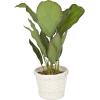 imageDeco 79 Faux Foliage Dieffenbachia Artificial Plant with Realistic Leaves and Rattan Pot 17quot x 13quot x 24quot Green