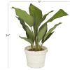 imageDeco 79 Faux Foliage Dieffenbachia Artificial Plant with Realistic Leaves and Rattan Pot 17quot x 13quot x 24quot Green