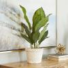 imageDeco 79 Faux Foliage Dieffenbachia Artificial Plant with Realistic Leaves and Rattan Pot 17quot x 13quot x 24quot Green