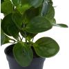 imageDeco 79 Faux Foliage Eucalyptus Artificial Plant Indoor Outdoor with Realistic Leaves and Black Round Pot 10quot x 7quot x 13quot Green