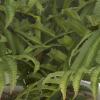 imageDeco 79 Faux Foliage Fern Artificial Plant with Realistic Leaves and Fluted Porcelain Pot 19quot x 23quot x 14quot Green