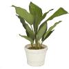 imageDeco 79 Faux Foliage Dieffenbachia Artificial Plant with Realistic Leaves and Rattan Pot 17quot x 13quot x 24quot Green