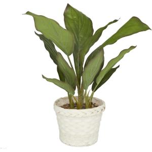 imageDeco 79 Faux Foliage Dieffenbachia Artificial Plant with Realistic Leaves and Rattan Pot 17quot x 13quot x 24quot Green