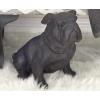 imageDeco 79 Polystone Bulldog Decorative Sculpture Weathered Sitting Home Decor Statue Accent Figurine 17quot x 9quot x 13quot Brown