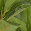 imageDeco 79 Faux Foliage Bay Laurel Artificial Plant with Realistic Leaves and Square Porcelain Pot 9quot x 9quot x 15quot Green