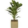 imageDeco 79 Faux Foliage Bay Laurel Artificial Plant with Realistic Leaves and Square Porcelain Pot 9quot x 9quot x 15quot Green