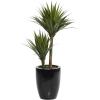 imageDeco 79 Faux Foliage Dracaena Artificial Plant with Realistic Leaves and Black Fiberglass Pot 17quot x 19quot x 31quot GreenGreen