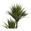 imageDeco 79 Faux Foliage Dracaena Artificial Plant with Realistic Leaves and Black Fiberglass Pot 17quot x 19quot x 31quot GreenGreen
