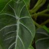 imageDeco 79 The Novogratz Faux Foliage Pothos Artificial Plant with Realistic Leaves and Gold Porcelain Pot 14quot x 14quot x 12quot GreenGreen