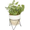 imageThe Novogratz Faux Foliage Sanchezia Artificial Plant with Realistic Leaves and Rattan Pot and Black Stand 12quot x 11quot x 16quot Green