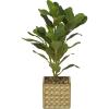 imageDeco 79 Faux Foliage Bay Laurel Artificial Plant with Realistic Leaves and Square Porcelain Pot 9quot x 9quot x 15quot Green