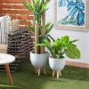 imageDeco 79 Magnesium Oxide Indoor Outdoor Large Pot with Wood Legs Set of 2 Planters 16quot 13quotH WhiteGray