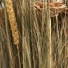 imageDeco 79 Dried Plant Grass Handmade Tall Floral Bouquet Natural Foliage 8quot x 5quot x 41quot BrownBrown