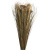 imageDeco 79 Dried Plant Grass Handmade Tall Floral Bouquet Natural Foliage 8quot x 5quot x 41quot BrownBrown