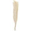 imageDeco 79 Dried Plant Feather Like Leaves Home Decor Natural Foliage Natural Dried Foliage with Stems Foliage for Decoration 4quot x 1quot x 35quot WhiteGreen