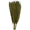 imageDeco 79 Dried Plant Feather Like Leaves Home Decor Natural Foliage Natural Dried Foliage with Stems Foliage for Decoration 4quot x 1quot x 35quot WhiteWhite
