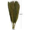 imageDeco 79 Dried Plant Feather Like Leaves Home Decor Natural Foliage Natural Dried Foliage with Stems Foliage for Decoration 4quot x 1quot x 35quot WhiteWhite