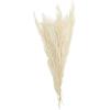 imageDeco 79 Dried Plant Feather Like Leaves Home Decor Natural Foliage Natural Dried Foliage with Stems Foliage for Decoration 4quot x 1quot x 35quot WhiteGreen