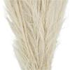 imageDeco 79 Dried Plant Feather Like Leaves Home Decor Natural Foliage Natural Dried Foliage with Stems Foliage for Decoration 4quot x 1quot x 35quot WhiteGreen