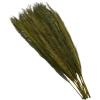 imageDeco 79 Dried Plant Feather Like Leaves Home Decor Natural Foliage Natural Dried Foliage with Stems Foliage for Decoration 4quot x 1quot x 35quot WhiteWhite