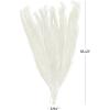 imageDeco 79 Dried Plant Feather Like Leaves Home Decor Natural Foliage Natural Dried Foliage with Stems Foliage for Decoration 4quot x 1quot x 35quot WhiteGreen