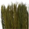 imageDeco 79 Dried Plant Feather Like Leaves Home Decor Natural Foliage Natural Dried Foliage with Stems Foliage for Decoration 4quot x 1quot x 35quot WhiteWhite