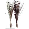 imageDeco 79 Dried Plant Foliage Home Decor Natural Foliage Natural Dried Foliage set of 2 Foliage for Decoration 15quot x 15quot x 46quot Brown