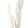 imageDeco 79 Dried Plant Pigeon pea Tall Sticks Natural Foliage Set of 2 7quotW 56quotH Brown7W  56H