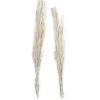 imageDeco 79 Dried Plant Pigeon pea Tall Sticks Natural Foliage Set of 2 7quotW 56quotH Brown7W  56H