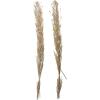 imageDeco 79 Dried Plant Pigeon pea Tall Sticks Natural Foliage Set of 2 7quotW 56quotH Brown7W  58H