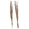 imageDeco 79 Dried Plant Pigeon pea Tall Sticks Natural Foliage Set of 2 7quotW 56quotH Brown9W  56H