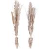 imageDeco 79 Dried Plant Pigeon pea Tall Sticks Natural Foliage Set of 2 7quotW 56quotH Brown9W  56H