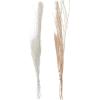 imageDeco 79 Dried Plant Pigeon pea Tall Sticks Natural Foliage Set of 2 7quotW 56quotH Brown9W  57H