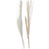 imageDeco 79 Dried Plant Pigeon pea Tall Sticks Natural Foliage Set of 2 7quotW 56quotH Brown9W  57H