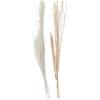 imageDeco 79 Dried Plant Pigeon pea Tall Sticks Natural Foliage Set of 2 7quotW 56quotH Brown9W  57H