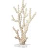 imageDeco 79 Polystone Coral Decorative Sculpture Home Decor Statue with Clear Acrylic Base Accent Figurine 26quot x 8quot x 23quot Cream9 x 4 x 14
