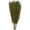imageDeco 79 Dried Plant Feather Like Leaves Home Decor Natural Foliage Natural Dried Foliage with Stems Foliage for Decoration 4quot x 1quot x 35quot WhiteWhite