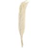 imageDeco 79 Dried Plant Feather Like Leaves Home Decor Natural Foliage Natural Dried Foliage with Stems Foliage for Decoration 4quot x 1quot x 35quot WhiteGreen