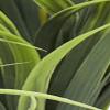 imageDeco 79 Faux Foliage Dracaena Indoor Outdoor Artificial Plant with Round Fluted Pot 31quot x 31quot x 55quot GreenGreen