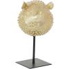 imageDeco 79 Polyresin Blowfish Handmade Decorative Sculpture Spiked Home Decor Statue with Stand Accent Figurine 7quot x 5quot x 9quot Gold7 x 5 x 9