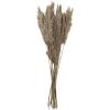 imageDeco 79 Dried Plant Pampas Home Decor Natural Foliage Natural Dried Foliage with Long Stems Foliage for Decoration 2quot x 1quot x 35quot BrownLight Brown