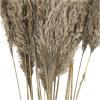 imageDeco 79 Dried Plant Pampas Home Decor Natural Foliage Natural Dried Foliage with Long Stems Foliage for Decoration 2quot x 1quot x 35quot BrownLight Brown