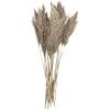 imageDeco 79 Dried Plant Pampas Home Decor Natural Foliage Natural Dried Foliage with Long Stems Foliage for Decoration 2quot x 1quot x 35quot BrownLight Brown