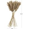 imageDeco 79 Dried Plant Pampas Home Decor Natural Foliage Natural Dried Foliage with Long Stems Foliage for Decoration 2quot x 1quot x 35quot BrownLight Brown