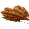 imageDeco 79 Dried Plant Pampas Home Decor Natural Foliage Natural Dried Foliage with Long Stems Foliage for Decoration 2quot x 1quot x 35quot BrownOrange