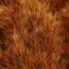 imageDeco 79 Dried Plant Pampas Home Decor Natural Foliage Natural Dried Foliage with Long Stems Foliage for Decoration 2quot x 1quot x 35quot BrownOrange