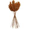 imageDeco 79 Dried Plant Pampas Home Decor Natural Foliage Natural Dried Foliage with Long Stems Foliage for Decoration 2quot x 1quot x 35quot BrownOrange