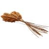 imageDeco 79 Dried Plant Pampas Home Decor Natural Foliage Natural Dried Foliage with Long Stems Foliage for Decoration 2quot x 1quot x 35quot BrownOrange