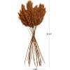 imageDeco 79 Dried Plant Pampas Home Decor Natural Foliage Natural Dried Foliage with Long Stems Foliage for Decoration 2quot x 1quot x 35quot BrownOrange