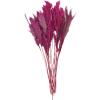 imageDeco 79 Dried Plant Pampas Home Decor Natural Foliage Natural Dried Foliage with Long Stems Foliage for Decoration 2quot x 1quot x 35quot BrownPink